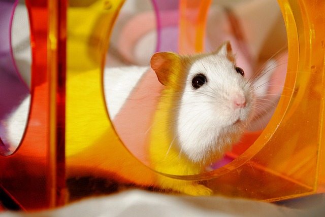 Derfor er spåner den bedste bund for din hamster – og dit hjem